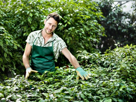 A smiling male gardener wearing a green apron and gardening gloves is working in a lush, well-maintained garden in West Ham, surrounded by vibrant green shrubs and leafy plants. The garden features a dense arrangement of hedges and small bushes, with a mixture of dark green and lighter foliage, creating a natural, textured environment. The background includes taller trees with partial sunlight filtering through their branches, indicating a bright, clear day. The gardener is using his hands to tend to the plants, suggesting ongoing care and maintenance typical of professional gardening services in the West Ham area. The scene highlights a tidy and thriving outdoor space with neatly managed plant borders and healthy, dense greenery, ideal for residential garden upkeep or landscaping projects offered by Gardening Services West Ham. The overall environment emphasizes natural beauty, outdoor aesthetics, and professional garden care, aligning with local landscaping and lawn maintenance services commonly provided in the region.